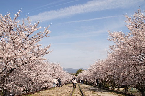 　　　桜　　～蹴上インクライン（京都）～_c0235725_2012794.jpg