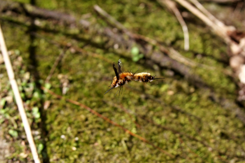 d0054625_2316978.jpg