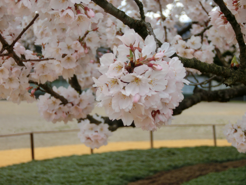味真野小学校の桜、満開です！_e0061225_10141565.jpg