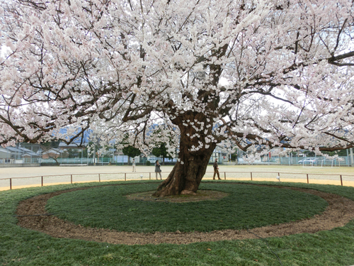 味真野小学校の桜、満開です!_e0061225_1015135.jpg
