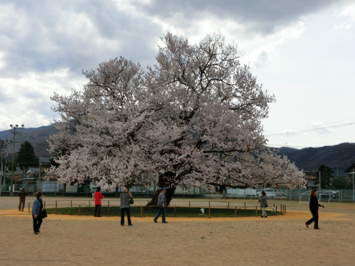 味真野小学校の桜、満開です!_e0061225_107728.jpg