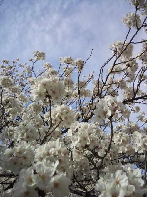 ちょっと歩いて、桜　2014_b0191626_21403856.jpg