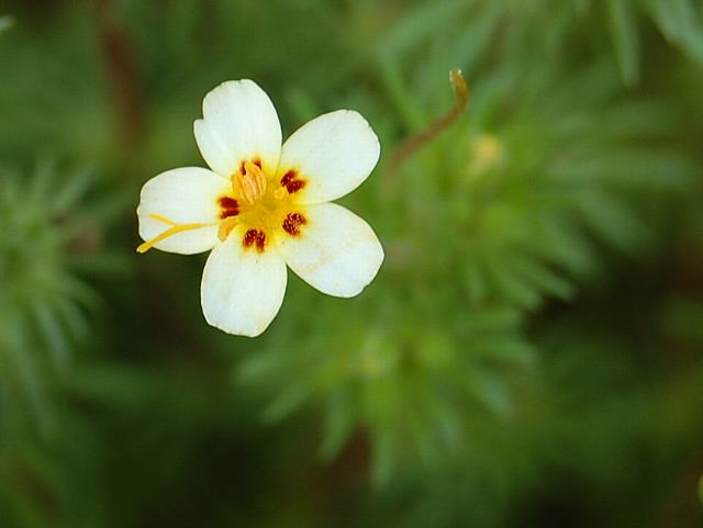 ギリア ルテア 花の仲間調べ