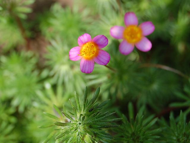 ギリア ルテア 花の仲間調べ