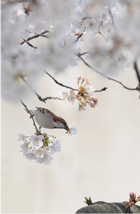 桜ニュウナイスズメ_b0162232_0403013.jpg