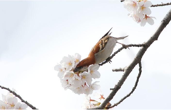 桜ニュウナイスズメ_b0162232_0422517.jpg