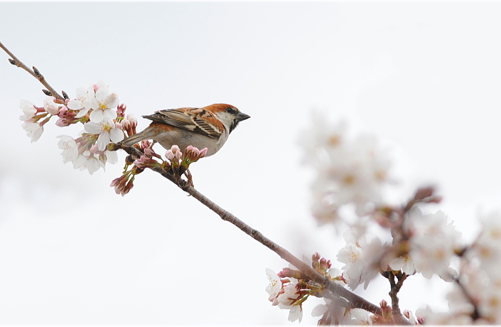 桜ニュウナイスズメ_b0162232_21184967.jpg