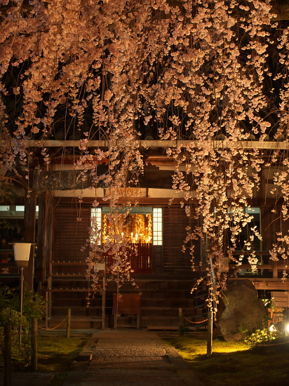 桜便り2014～専称寺～　　　【3月29日】_e0080133_22444012.jpg
