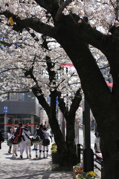 駅桜１_a0258839_1364510.jpg