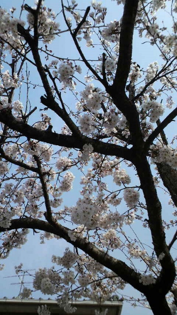 春の景色_e0116341_22483749.jpg