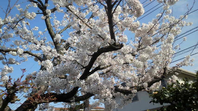 春の景色_e0116341_22501244.jpg