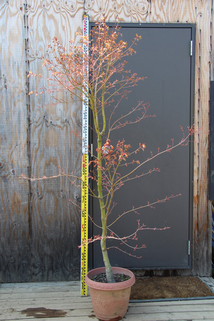 カツラモミジ　大株　【品番3342】 モミジ 桂 苗 おすすめ 苗木部 By 花ひろばオンライン