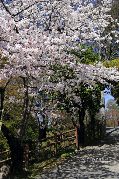 岡崎公園の桜_c0294943_17325324.jpg