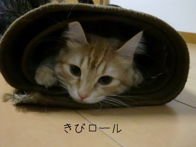 猫ロールケーキ 猫巻き寿司 むぎとあずきと三兄弟 1 猫ロールケーキ 猫巻き寿司 むぎとあずきと三兄弟 1
