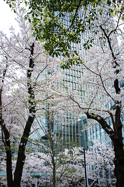 ようこそ桜の東京へ_a0003650_0271554.jpg