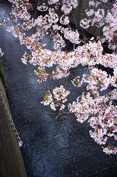 ようこそ桜の東京へ_a0003650_0283513.jpg