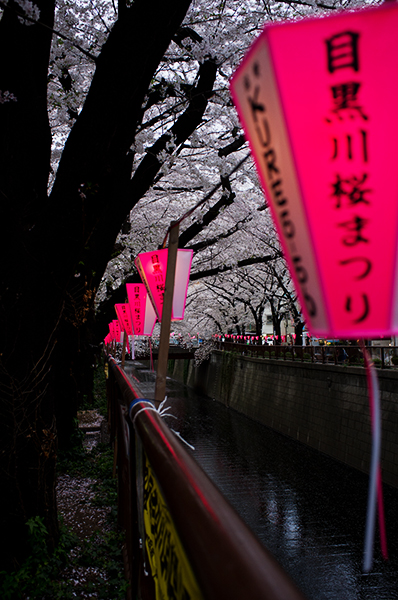 ようこそ桜の東京へ_a0003650_02926.jpg