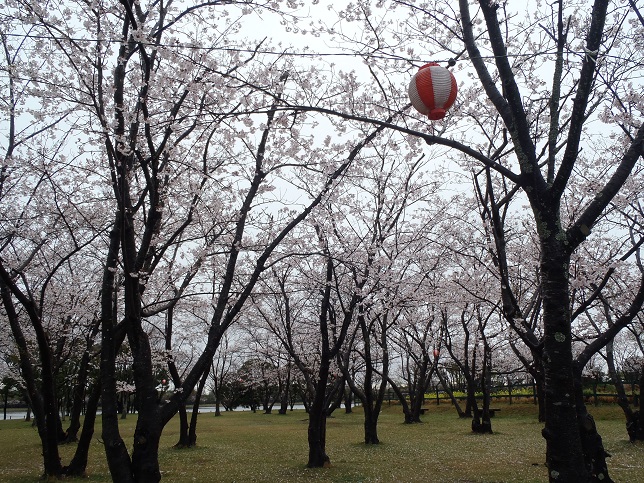 ◇4月4日(金)かみす桜まつり会場開花状況◇_f0229750_14293575.jpg