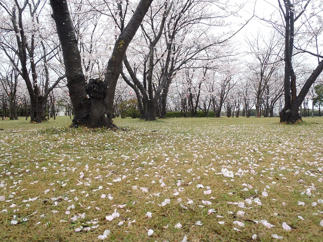 ◇4月4日(金)かみす桜まつり会場開花状況◇_f0229750_14295364.jpg