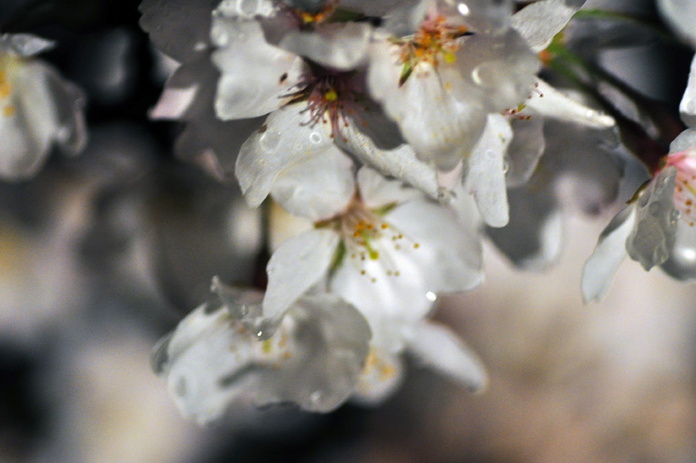 雨の夜桜　4/4_b0214652_19442239.jpg