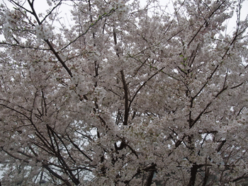 a0044453_18134079.gif