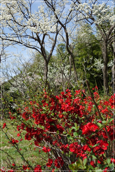 大阪のSt.James\'s Park　～山田池公園～_a0177453_14562013.jpg