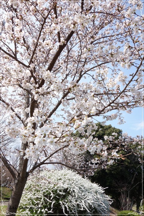 大阪のSt.James\'s Park　～山田池公園～_a0177453_14582750.jpg