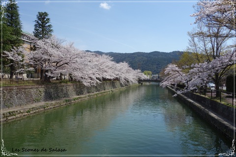 ピンクで彩られた京都_a0177453_1513235.jpg