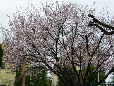 10月桜も満開_b0115553_13324663.png