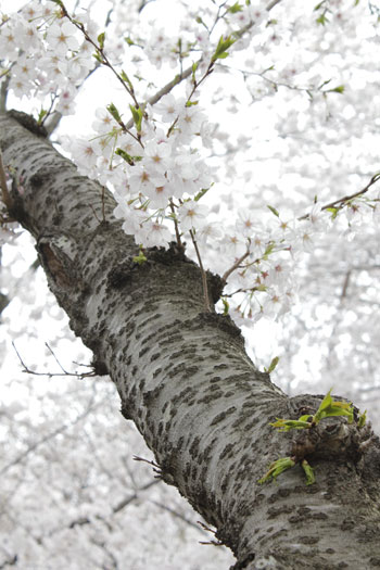 桜よ桜愛しの桜を撮る_e0118654_12142766.jpg