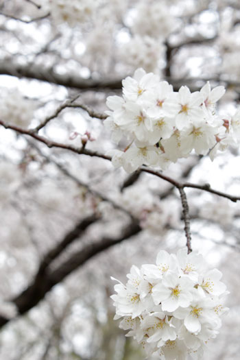 桜よ桜愛しの桜を撮る_e0118654_12171142.jpg