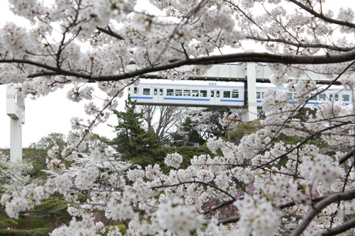 桜よ桜愛しの桜を撮る_e0118654_12174573.jpg