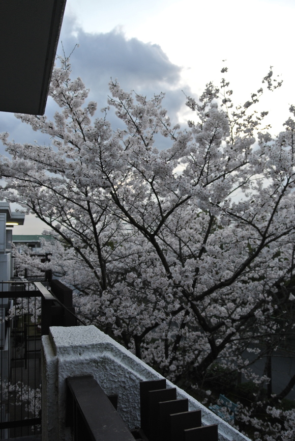 桜三昧。大神神社へ。_f0233356_22554638.jpg