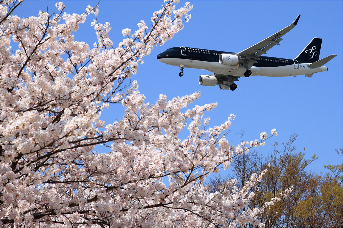 桜 2014 - 福岡空港_c0308259_23291163.jpg