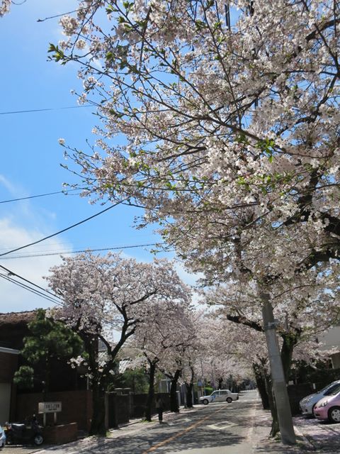 本牧から三渓園まで 桜道 お散歩アルバム 紫陽花の頃