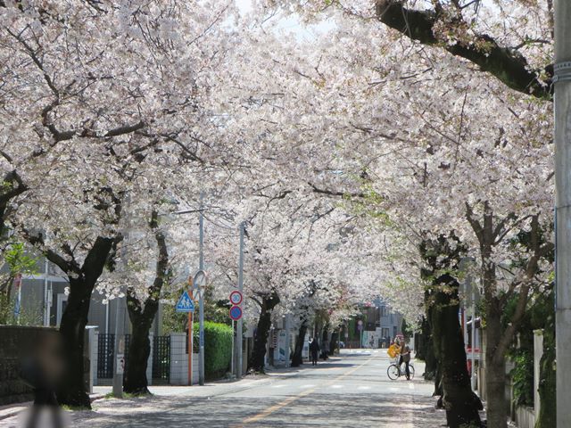 本牧から三渓園まで 桜道 お散歩アルバム 紫陽花の頃