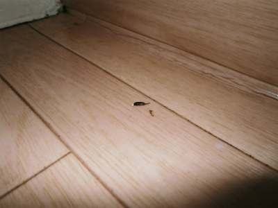c0180460_0592691.jpg