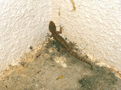 c0180460_102253.jpg