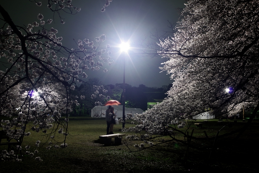桜 その3 夜の小金井公園 Honky Tonk 51