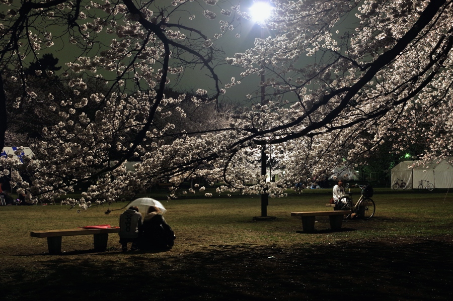 桜 その3 夜の小金井公園 Honky Tonk 51