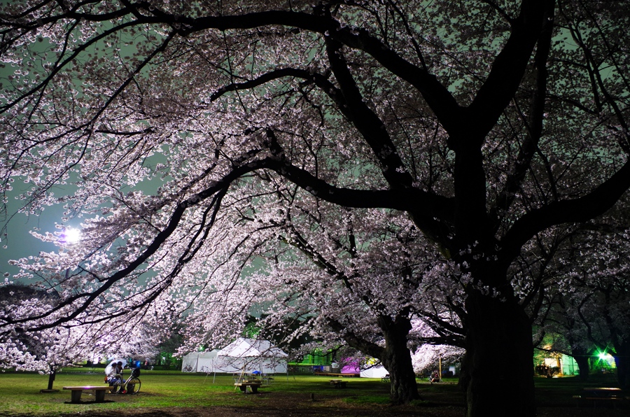 桜 その3 夜の小金井公園 Honky Tonk 51
