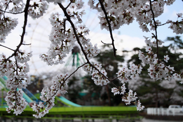 きょうはまったり華蔵寺公園へお花見お散歩_f0297764_1981244.jpg