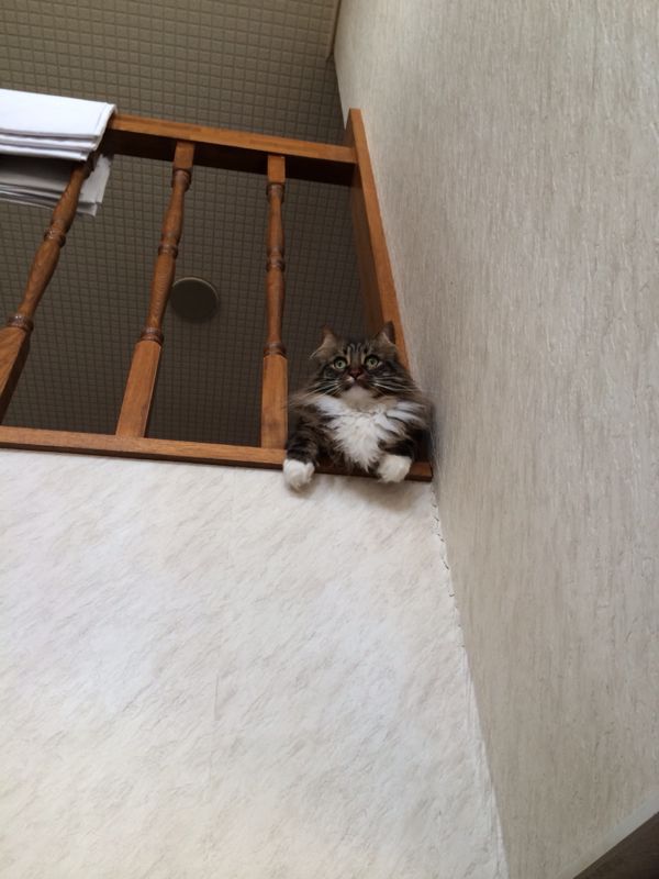 祖父とりぼん☆_c0151965_13354941.jpg