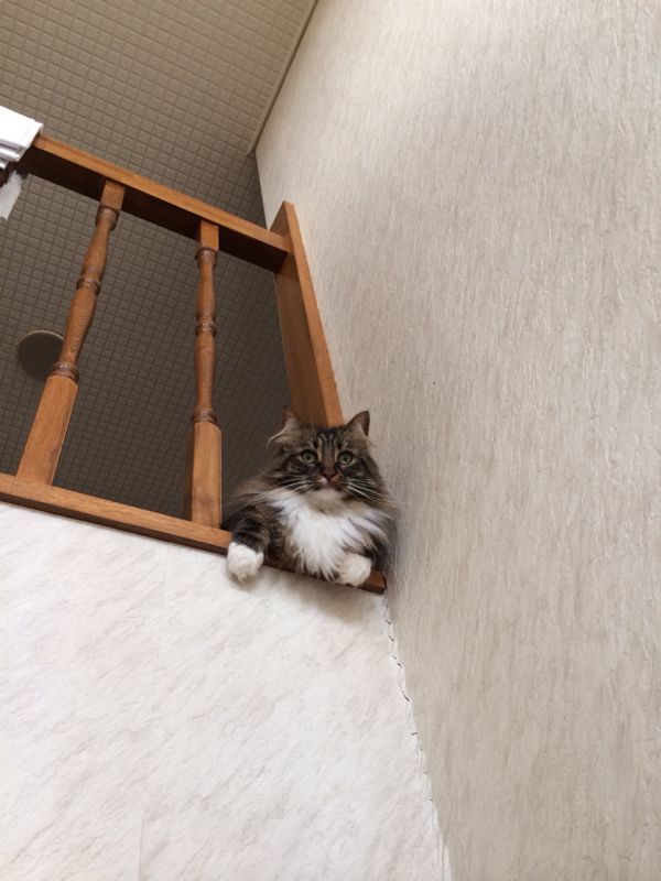 祖父とりぼん☆_c0151965_13355054.jpg