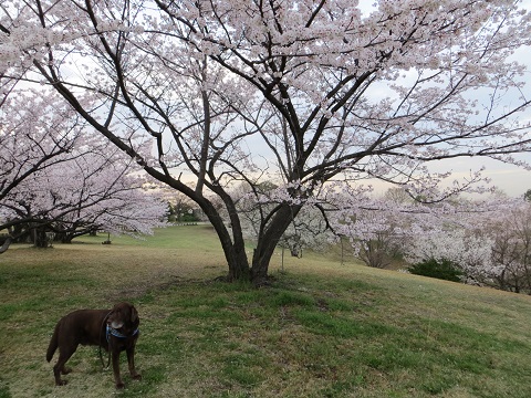 桜とアンディ_d0120665_15151550.jpg