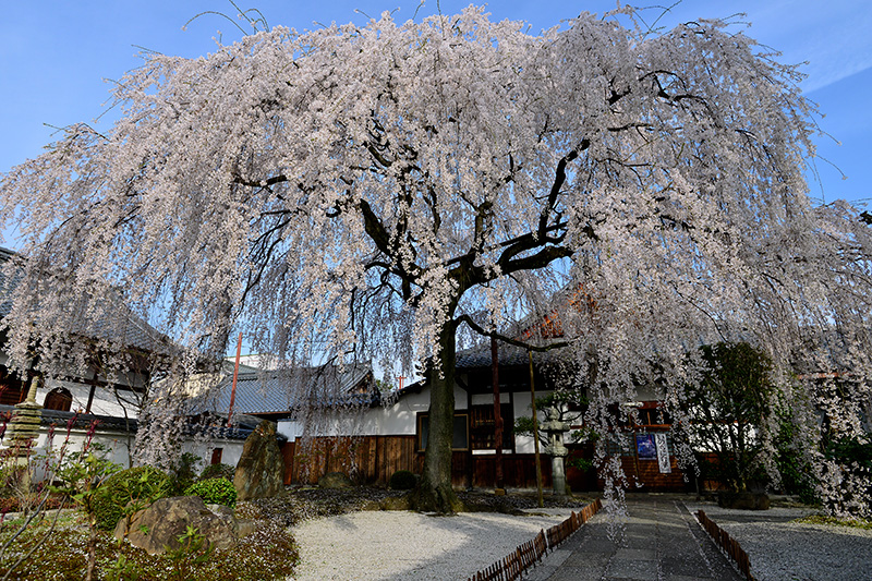 本満寺の枝垂桜_c0317868_18222658.jpg