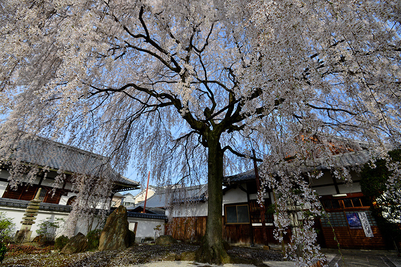 本満寺の枝垂桜_c0317868_18235137.jpg