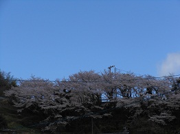 三津口小の桜、新風景_e0175370_13144075.jpg