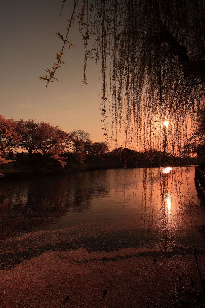 舞鶴公園 福岡城さくらまつり お昼_e0184970_6543562.jpg