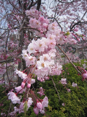 f0100871_17583675.jpg